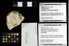 Foto (Objekt + Etiketten) von Gastrosacus eminens (Blaschke 1911) 